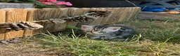 Mixed Breed cats for sale: 6 Beautiful Kittens - Advert 6