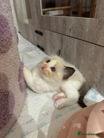 Ragdoll cats - Advert 11