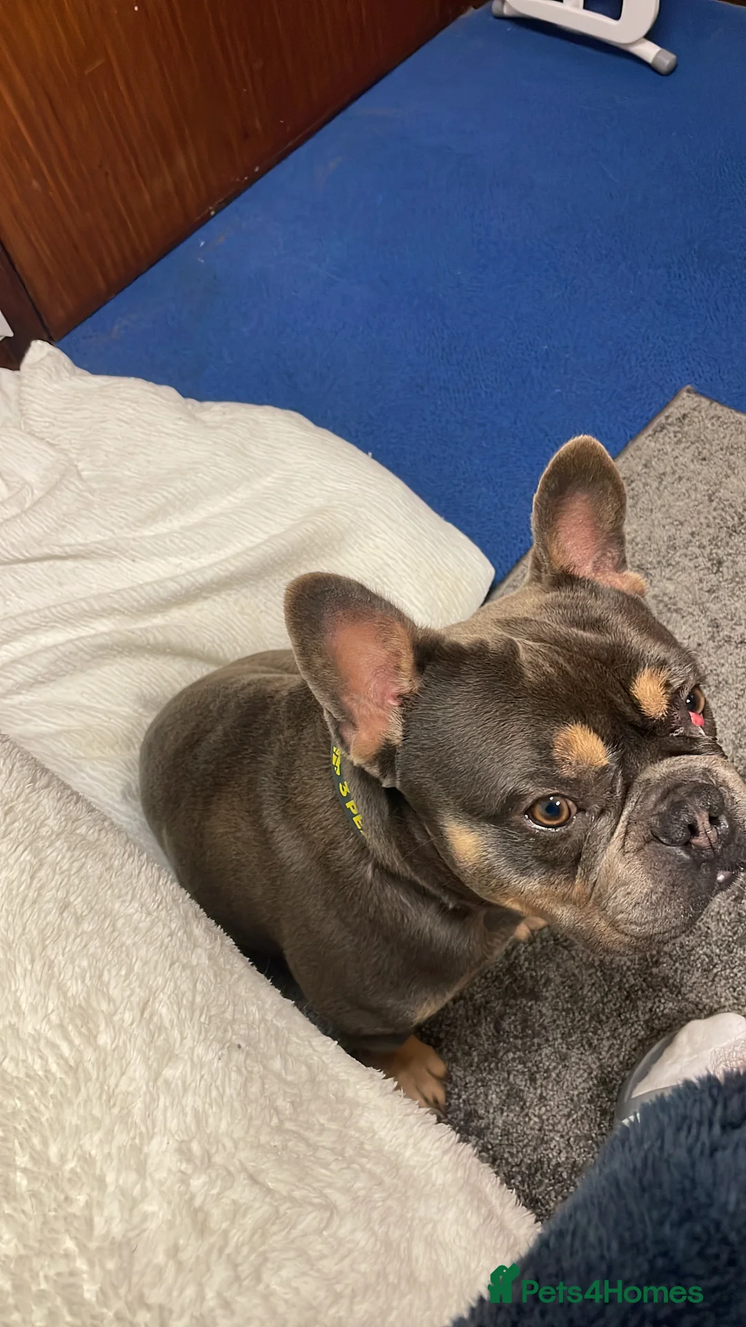 French Bulldog dogs for sale: 2 year old French bulldog - Advert 4