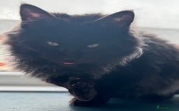Maine Coon cats for sale: Maincoon boys - Image 11