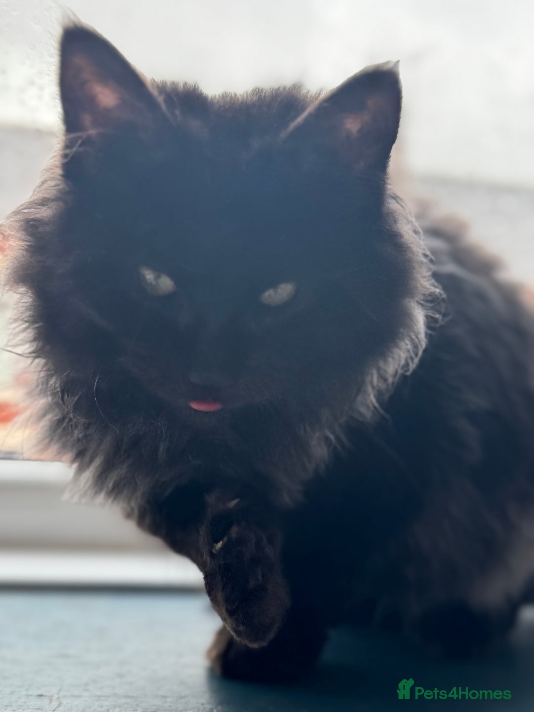 Maine Coon cats for sale: Maincoon boys - Image 11