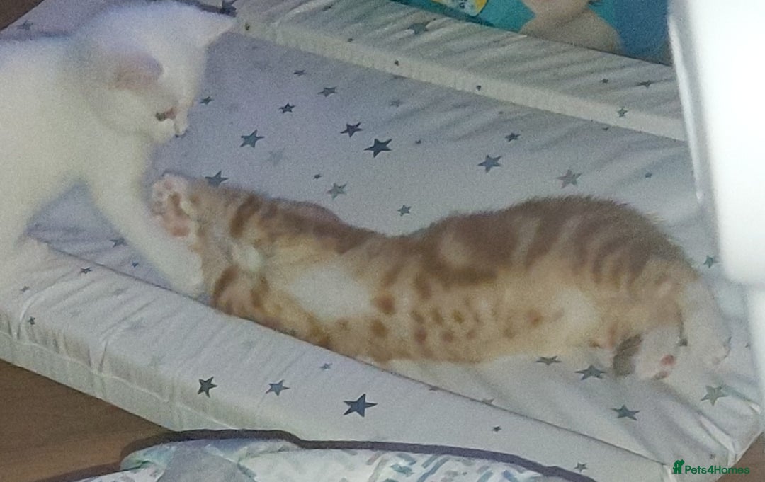 Mixed Breed cats for sale: 1 white, ginger and caramac kitten  - Advert 13