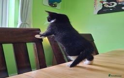 Mixed Breed cats for sale: 2 Male 8 week old kittens  - Image 8