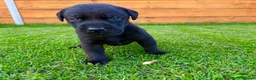 Labrador Retriever dogs for sale: KC Registered Labrador Babies 🐾🐾🐾 - Advert 20
