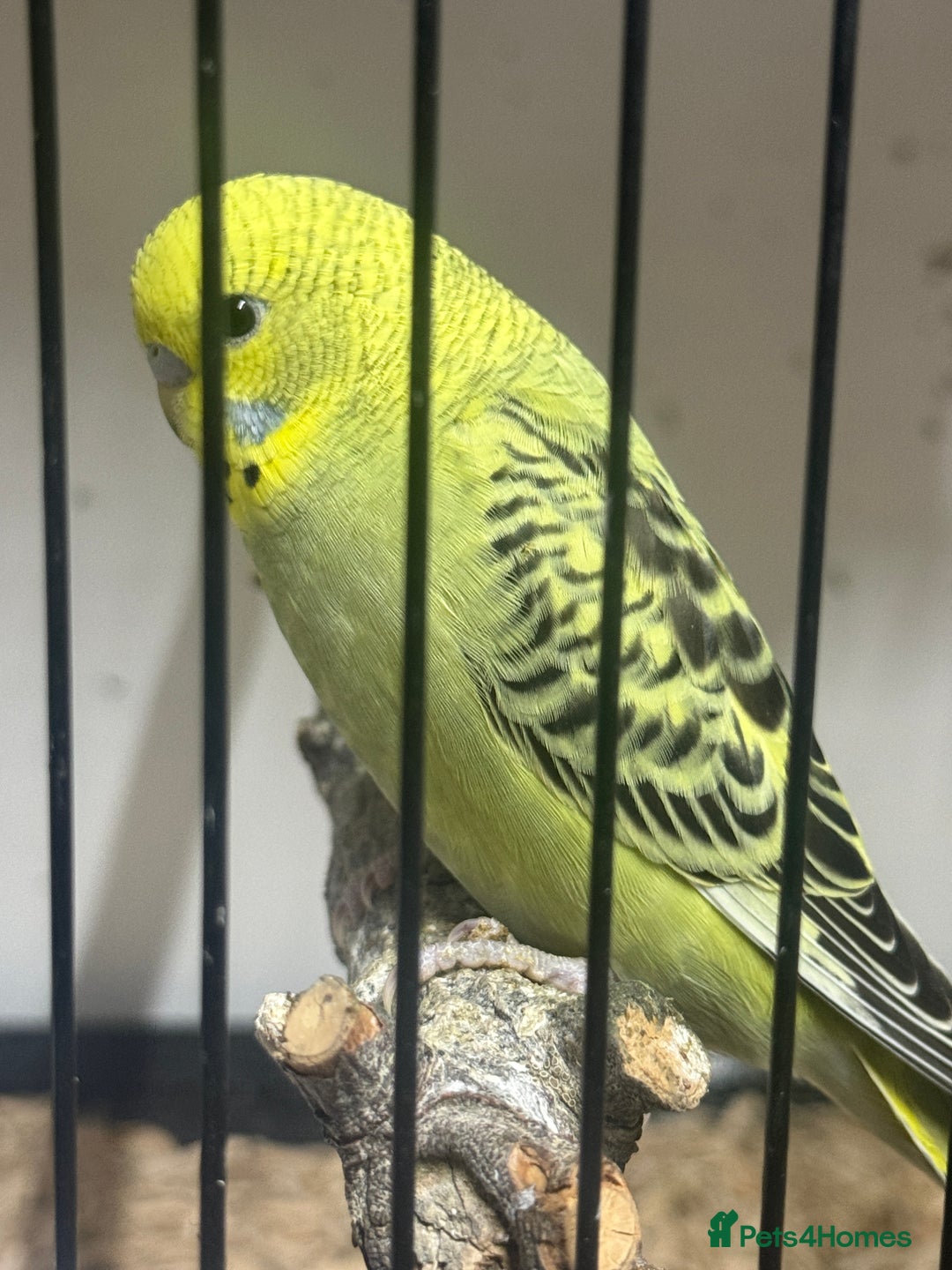 Budgerigars birds for sale: Baby budgies 8 weeks (7/11) - Image 2