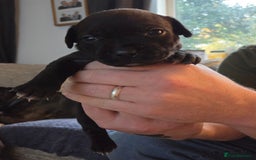 Staffordshire Bull Terrier dogs for sale: Beautiful litter of 9 Staffs  - Image 10