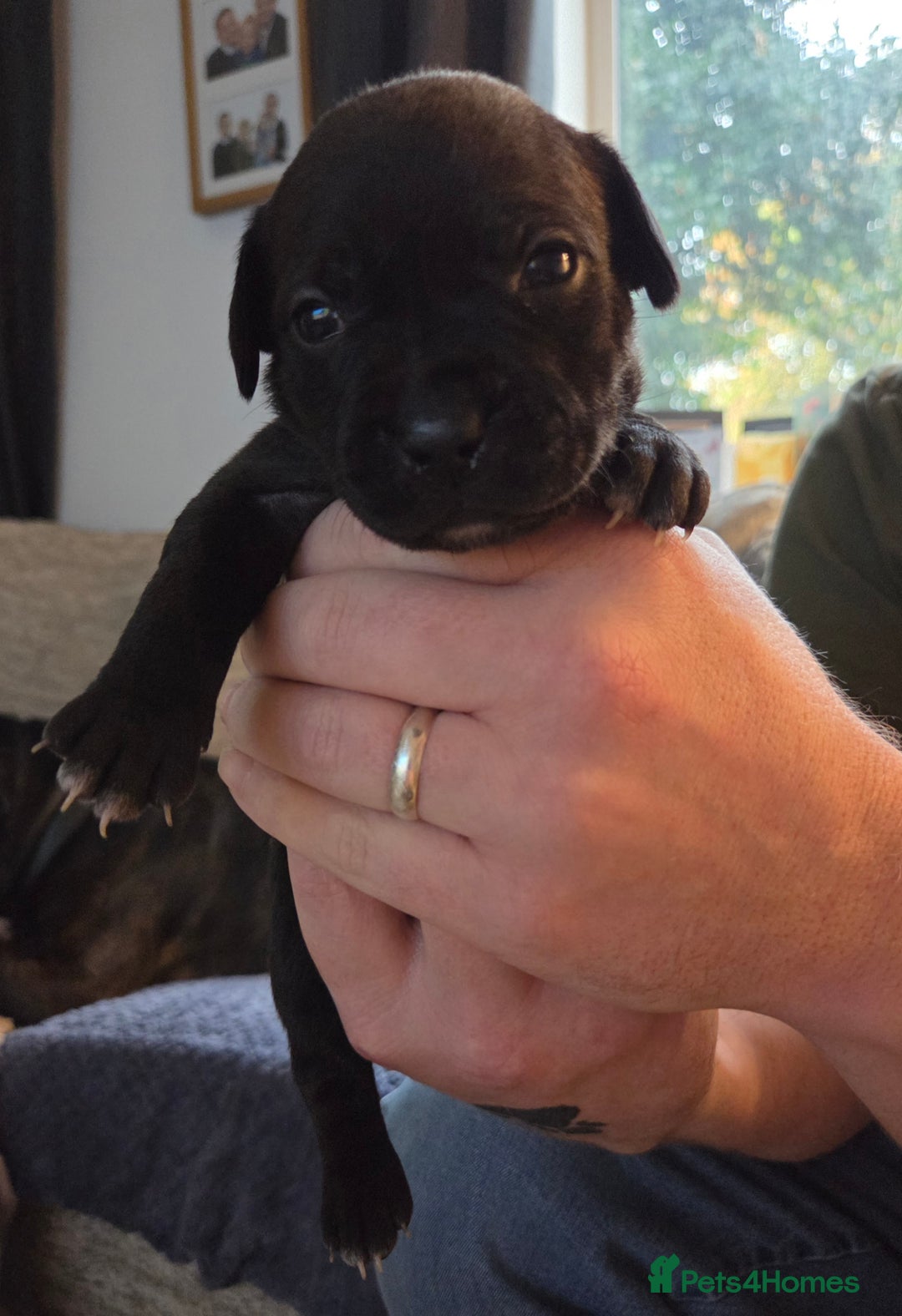 Staffordshire Bull Terrier dogs for sale: Beautiful litter of 9 Staffs  - Image 10
