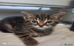 British Shorthair cats for sale: Beautiful tabby kittens - Image 21