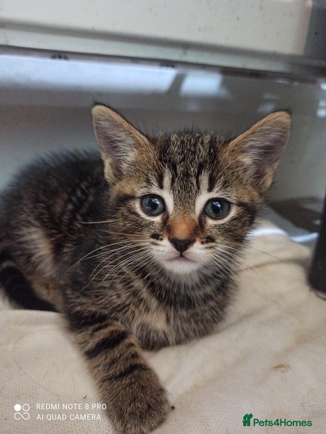 British Shorthair cats for sale: Beautiful tabby kittens - Image 21