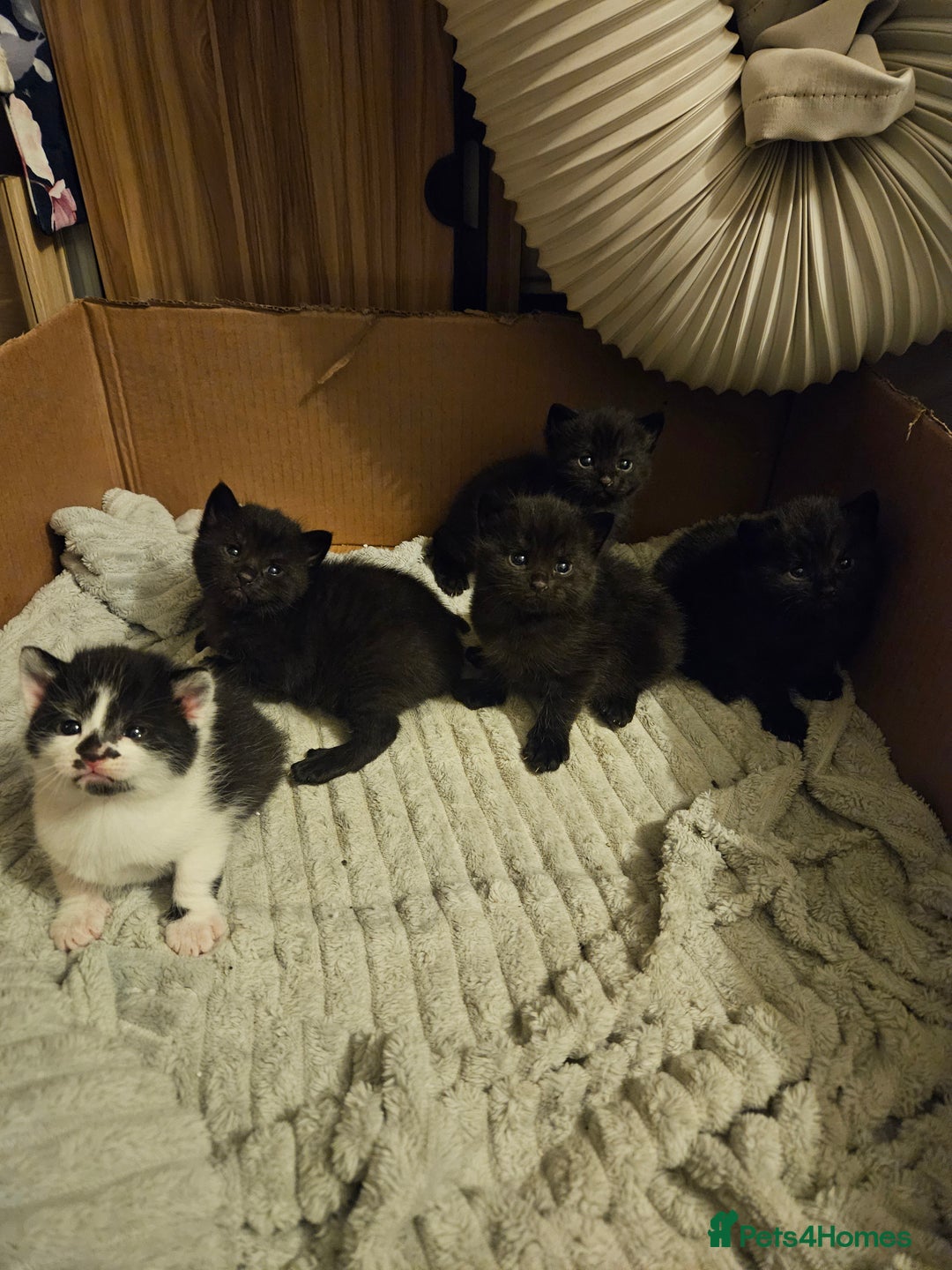British Shorthair cats for sale: 4 black kittens, 1 boy 3 girls  - Advert 2