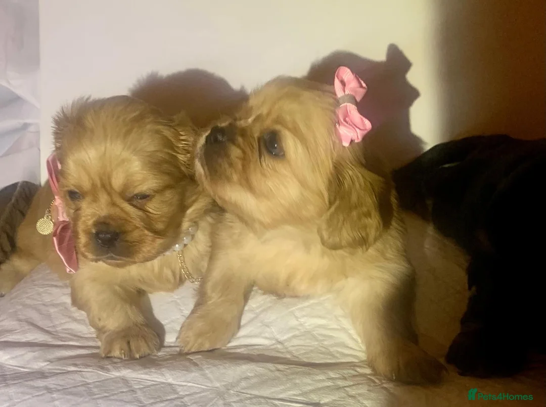Shih Tzu dogs for sale: Imperial shih tzu  - Advert 16
