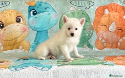 Pomsky dogs for sale: Perfect husky markings f3 Pomsky puppies for sale - Image 14
