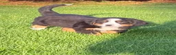 Bernese Mountain Dog dogs for sale: Bernese Mountain Dog Puppies  in Castlewellan - Advert 2