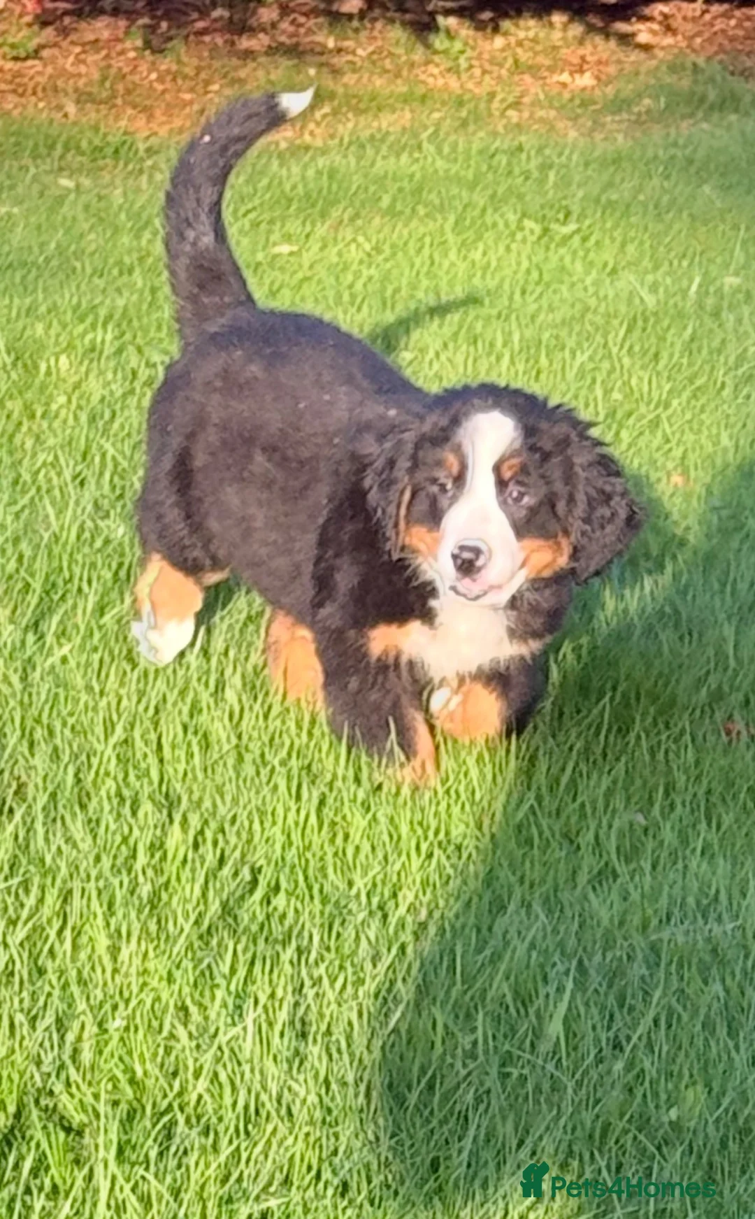 Bernese Mountain Dog dogs for sale: Bernese Mountain Dog Puppies  in Castlewellan - Advert 2