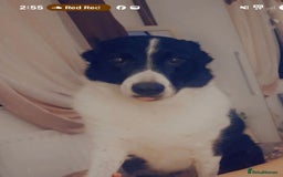 Border Collie dogs for sale: Border collie  - Advert 1