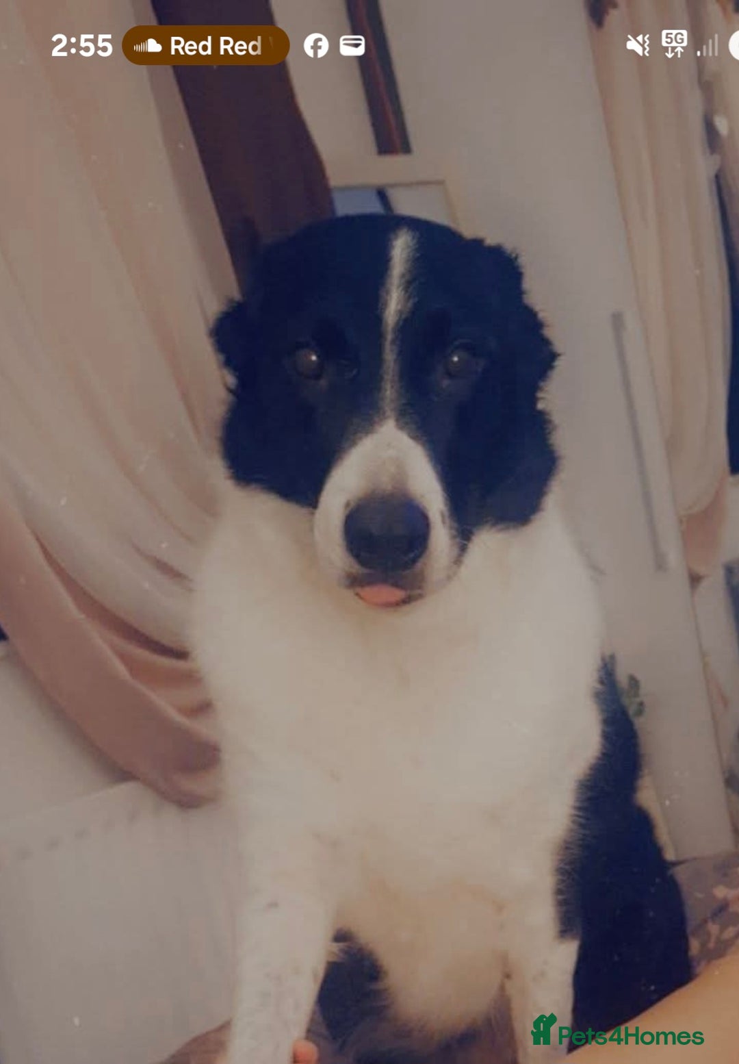 Border Collie dogs for sale: Border collie  - Advert 1