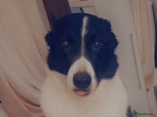 Border Collie dogs Border collie - Advert 1