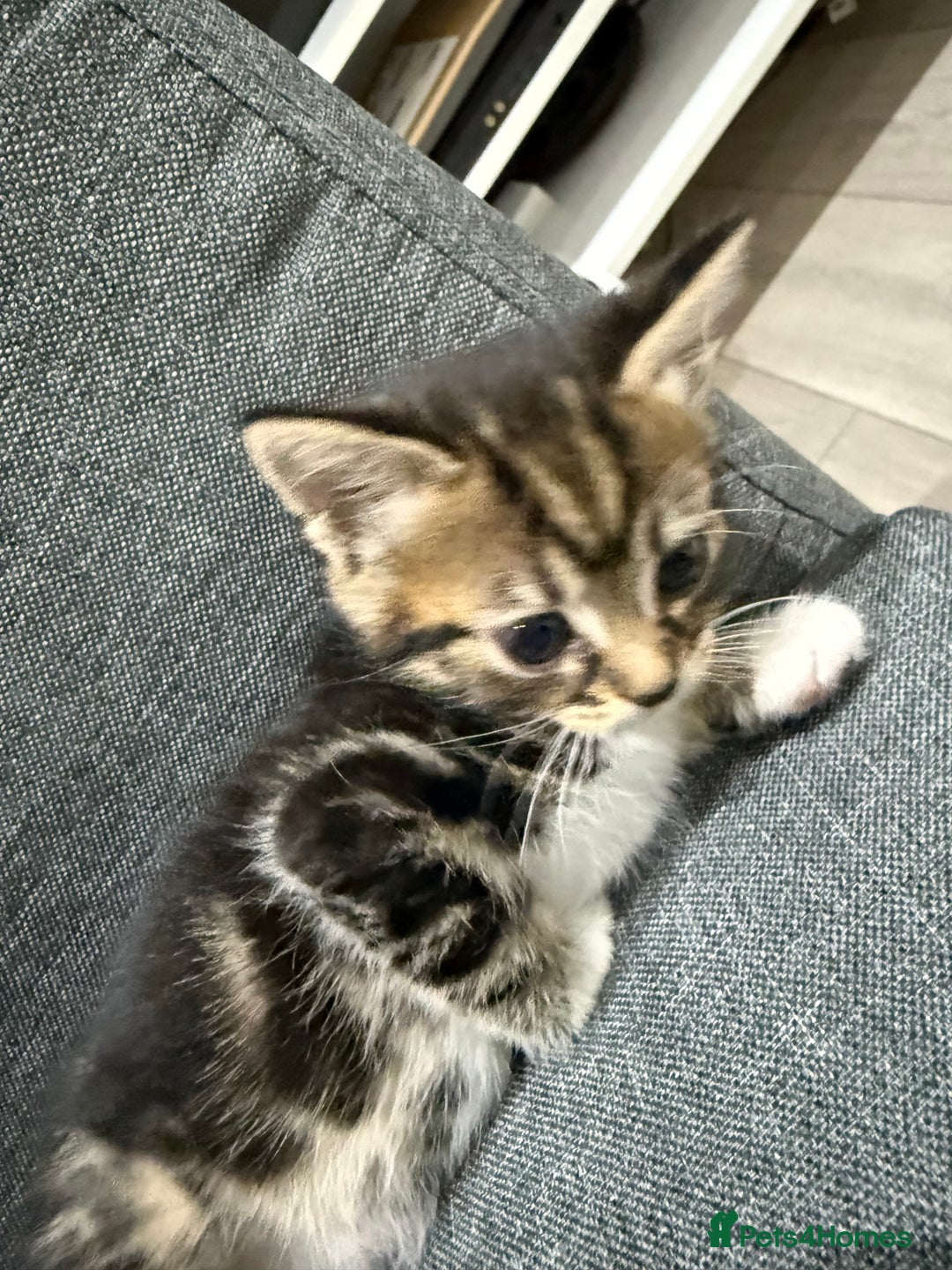 American Shorthair cats for sale: Beautiful mixed kittens - Advert 5