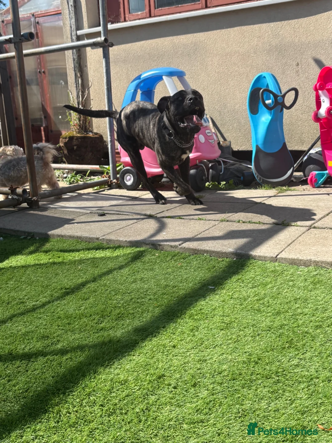 Mixed Breed dogs for sale: Cane corso x boerboel - Advert 2