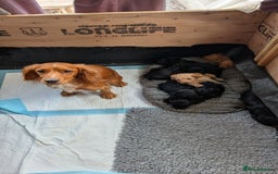 Cockapoo dogs for sale: F1 Miniature Phantom Cockapoos  READY NOW  in Chulmleigh - Image 3