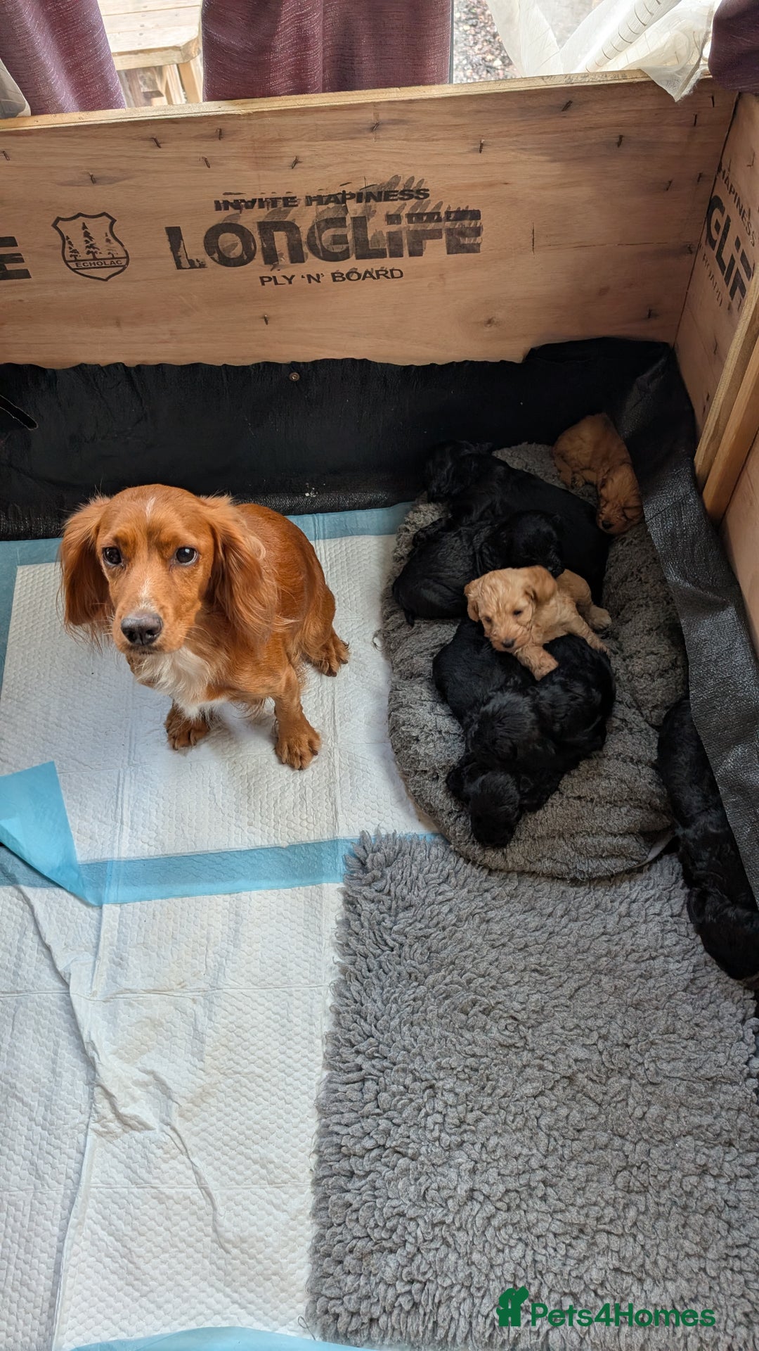 Cockapoo dogs for sale: F1 Miniature Phantom Cockapoos  READY NOW  in Chulmleigh - Image 3