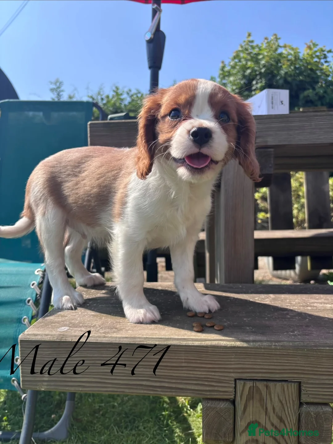 Cavalier King Charles Spaniel dogs for sale: Gorgeous chunky little puppies READY now - Advert 1