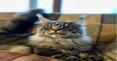 Maine Coon cats - Advert 2