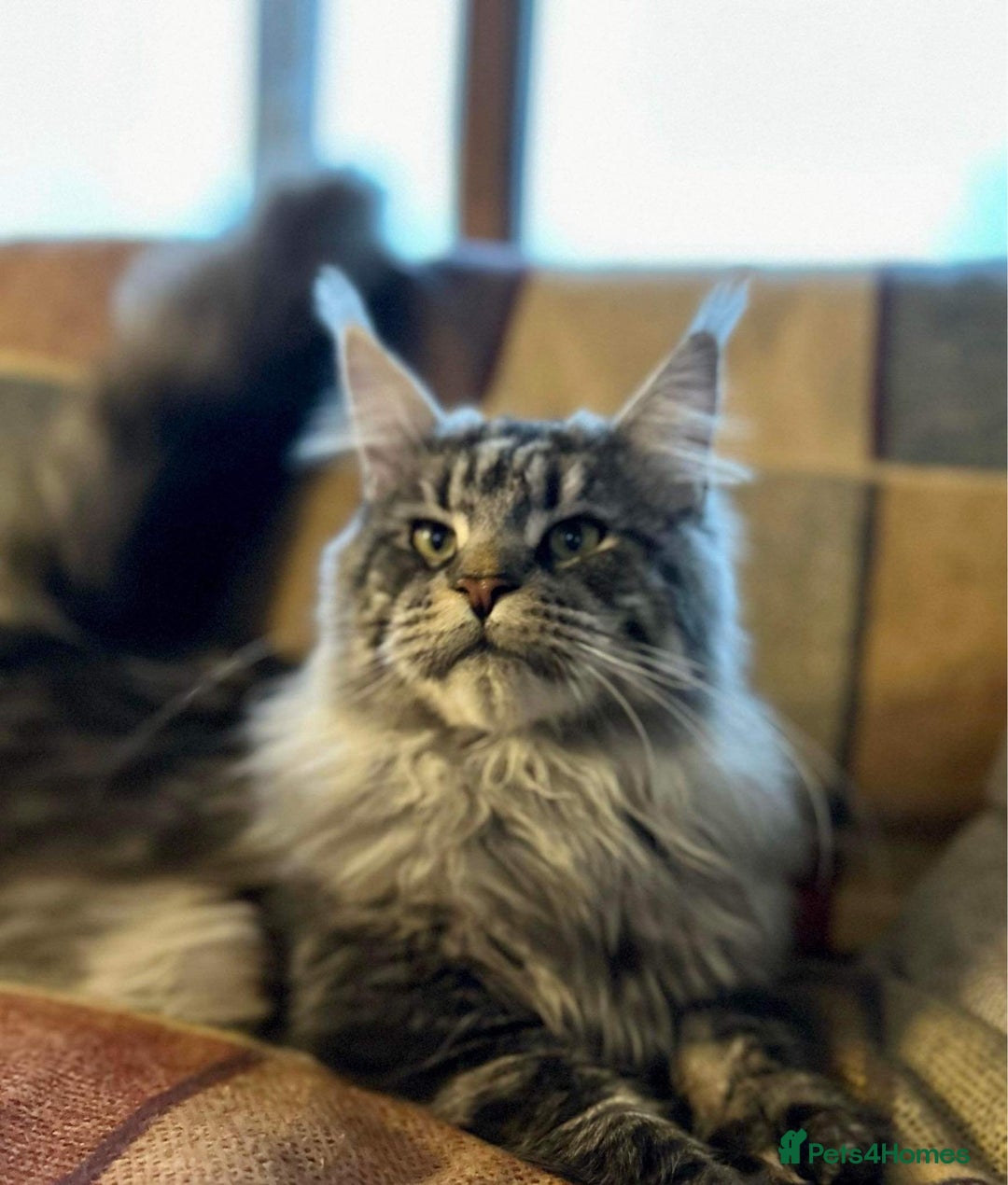 Maine Coon cats for sale: Riverbrue Maine Coon Cattery (GCCF) - Image 3
