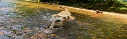 Labrador Retriever dogs for sale: Labrador Pup – Fully Vaccinated & Fully Trained - Advert 3