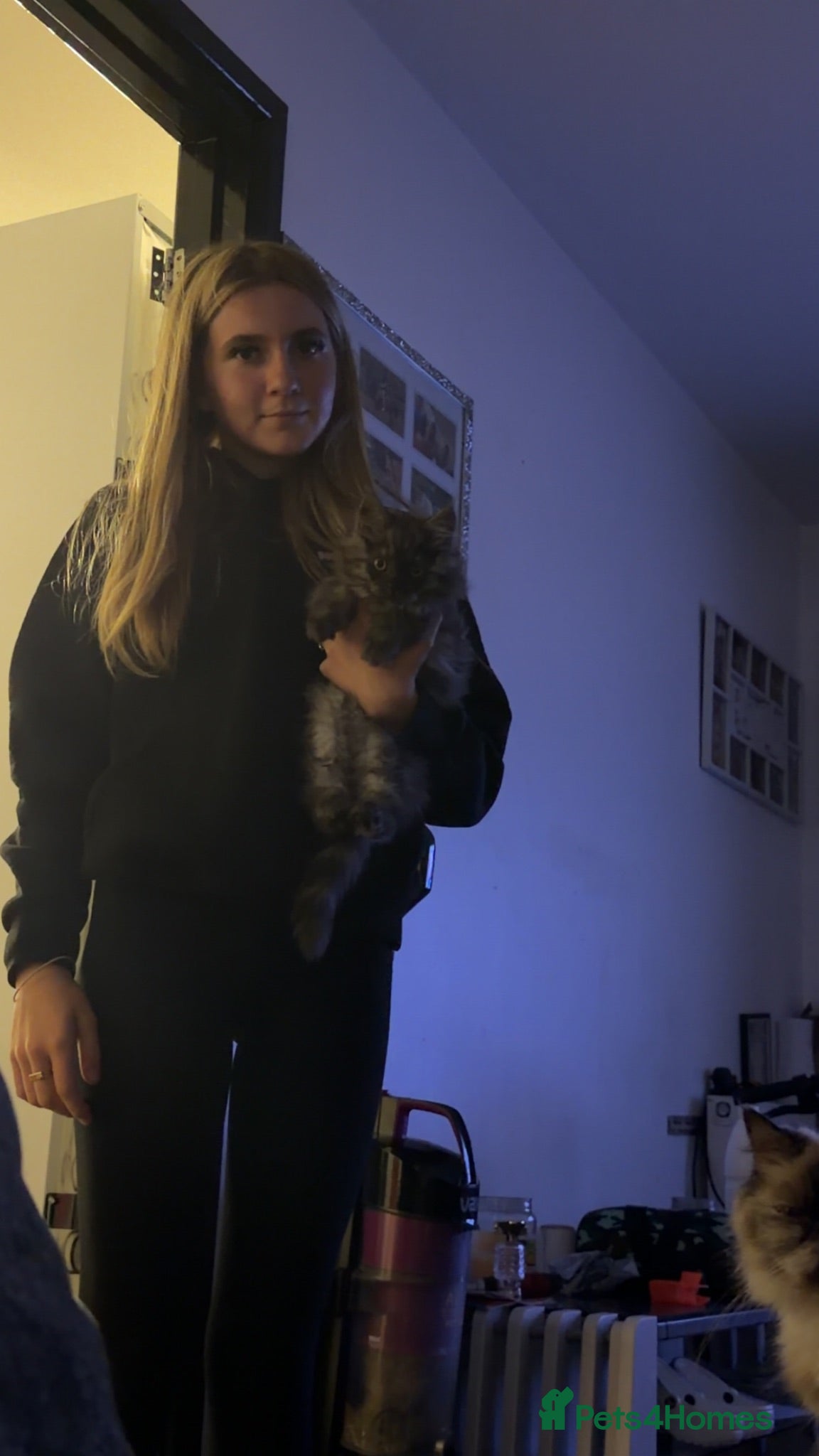 Maine Coon cats Stunning male and  female Mainecoon kittens - Advert 5