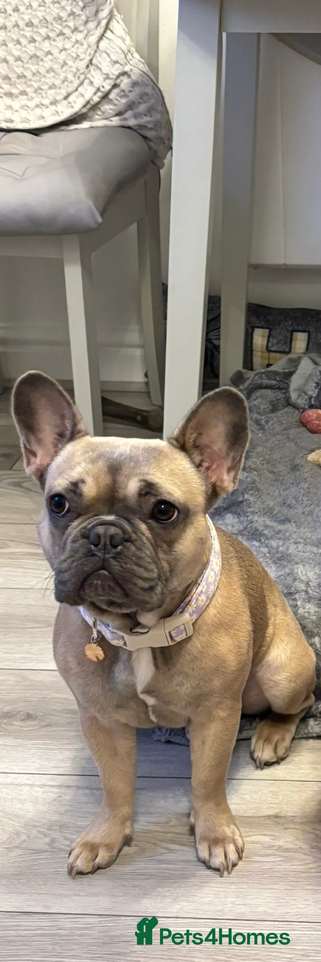 French Bulldog dogs for sale: Voilet rose  - Advert 3