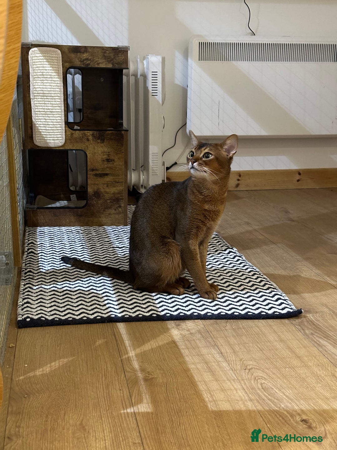 Abyssinian cats for stud: Champion line Aby boy for stud in Romford - Image 32
