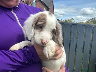 Sprocker dogs Beautiful Sprocker Puppies - Advert 9
