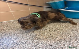 Mixed Breed dogs for sale: Sproodles - Image 2