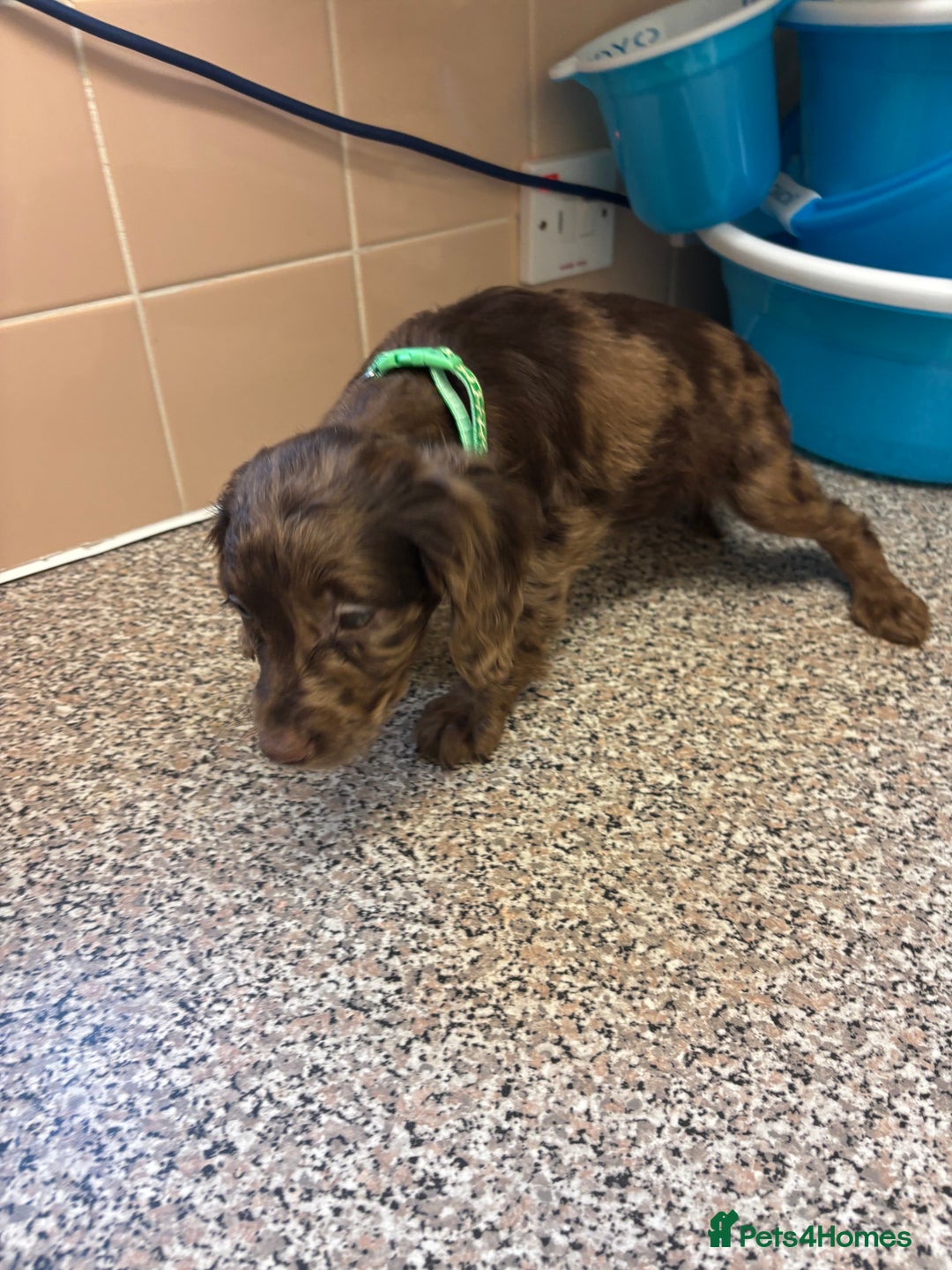 Mixed Breed dogs for sale: Sproodles - Image 2