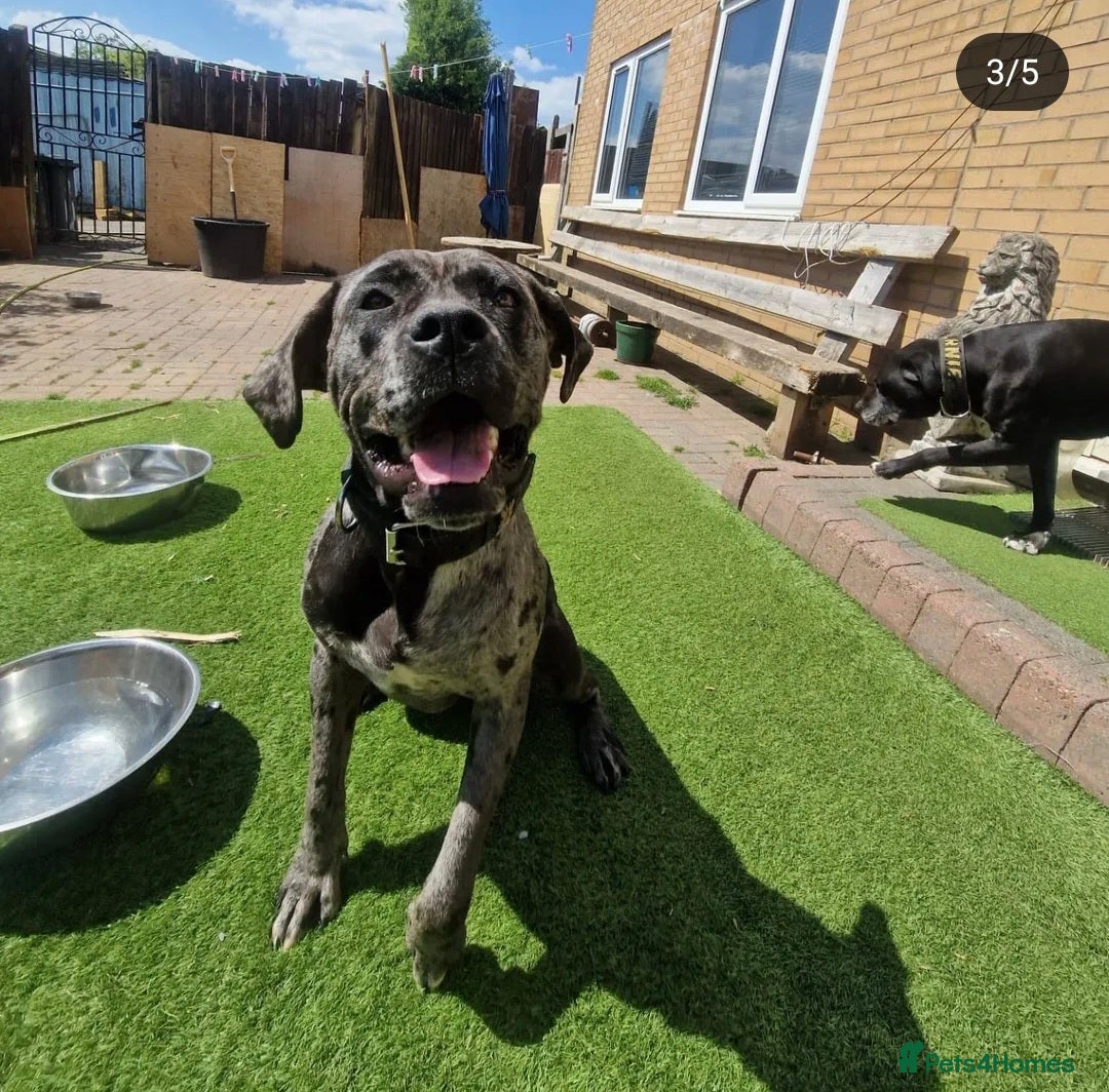 Mixed Breed dogs for sale: HARLEQUINN CANE CORSO X AMERICAN BULLDOGGE - Image 28