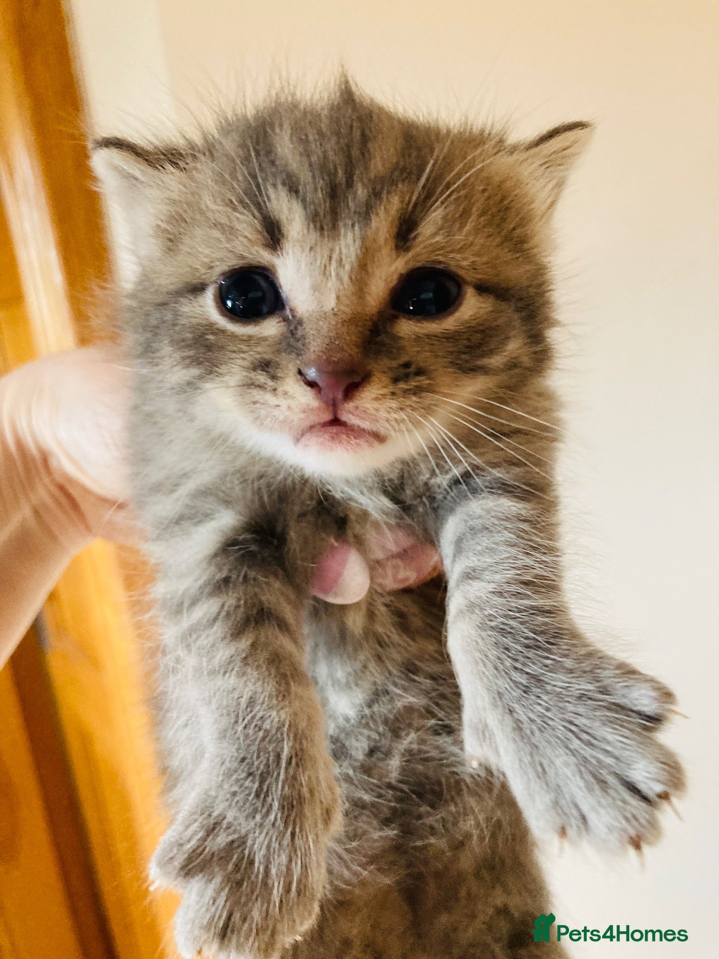 Mixed Breed cats Kittens  - Advert 3
