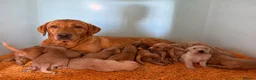 Cockerdor dogs for sale: Beautiful Deep Red Cockerdors DNA Clear in Sleaford - Advert 1