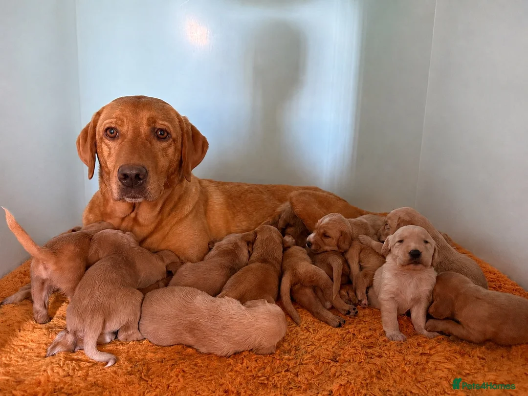Cockerdor dogs for sale: Beautiful Deep Red Cockerdors DNA Clear in Sleaford - Advert 1