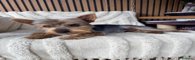 Yorkshire Terrier 1