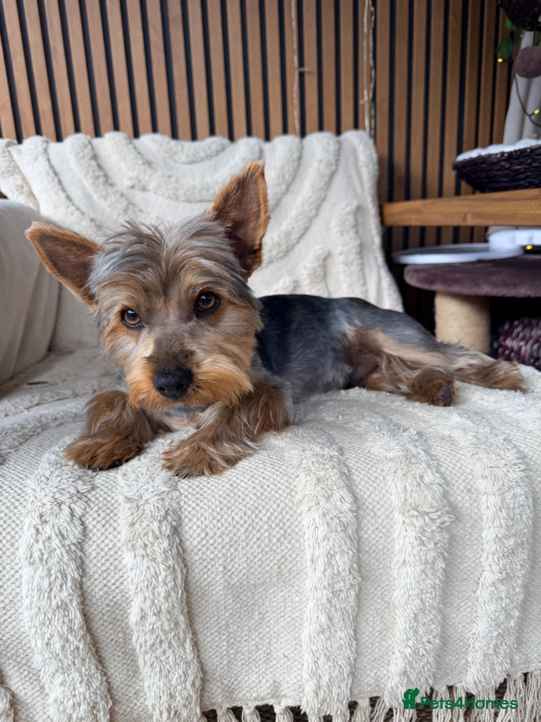Yorkshire Terrier dogs for sale: Oliver  - Advert 1