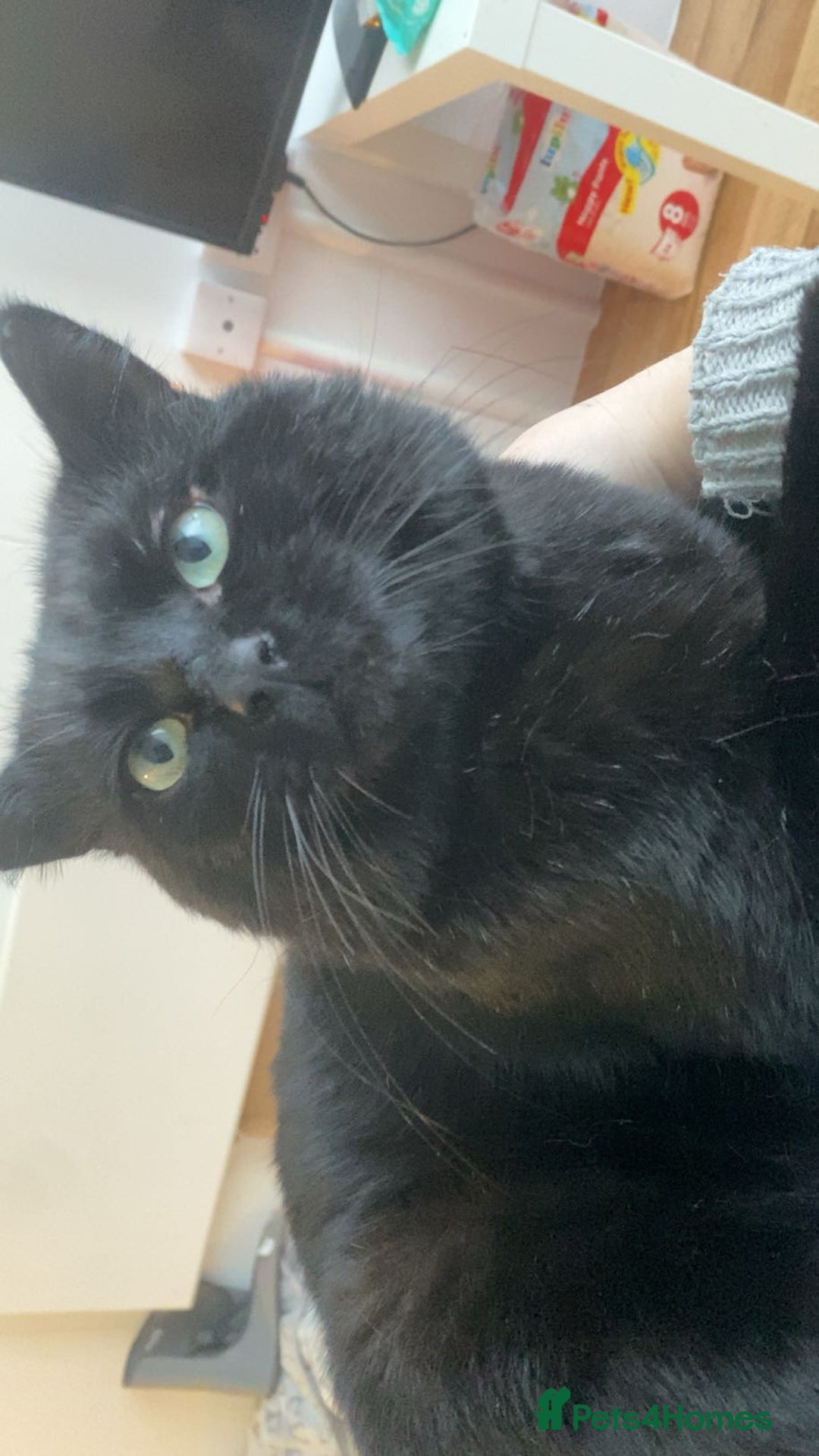 British Longhair cats for sale: Male cat - Advert 4