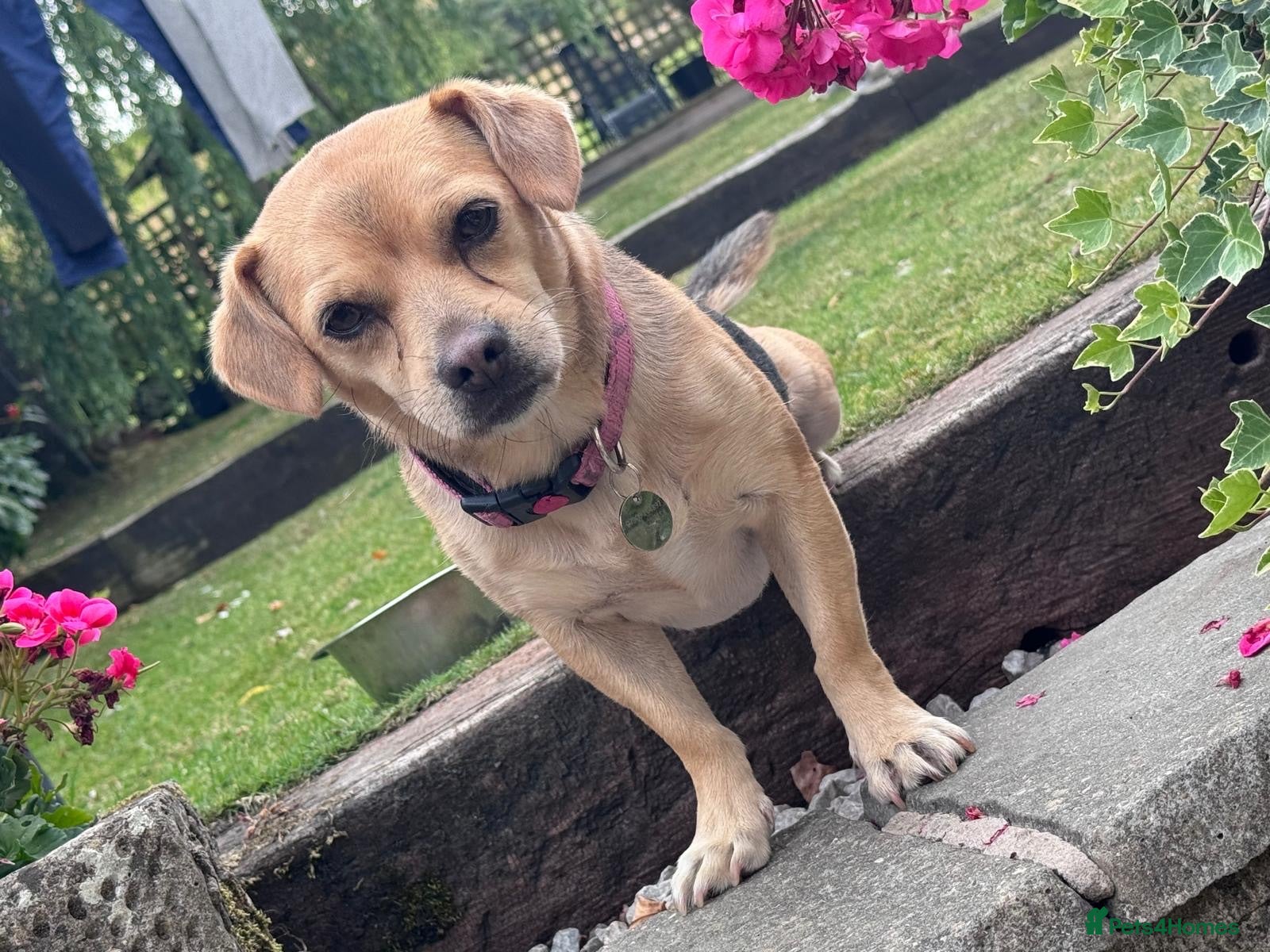 Mixed Breed dogs Libby 🩷 - Advert 1