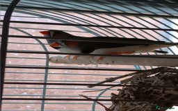 Finches birds for sale: Male zebra finches  - Image 3