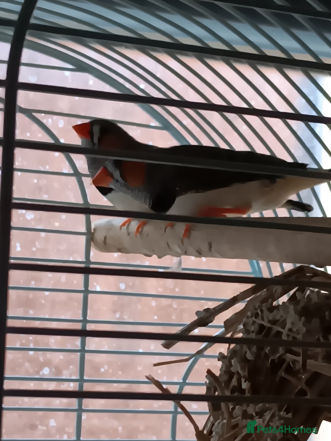 Finches birds for sale: Male zebra finches  - Image 3