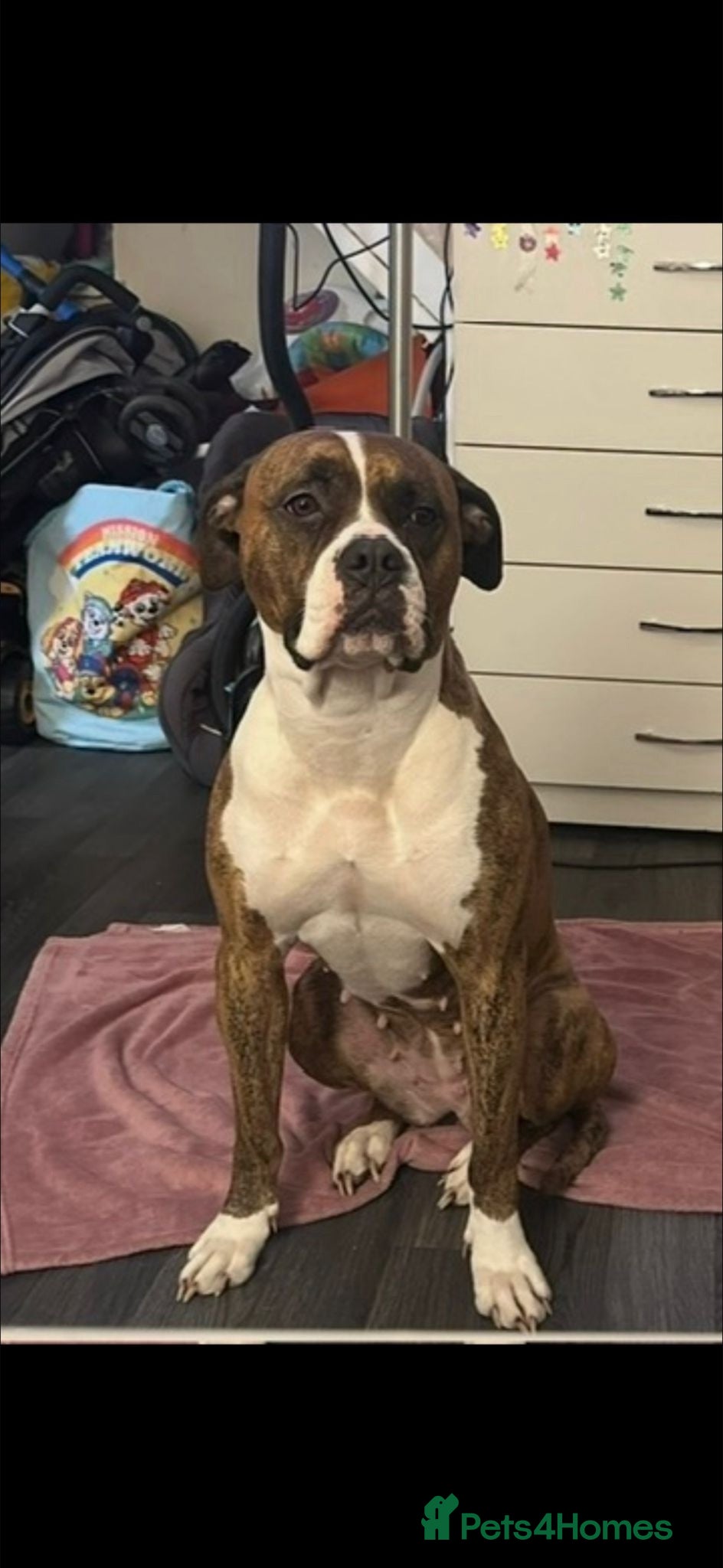 Mixed Breed dogs Boxer Shepherds for sale - Advert 1