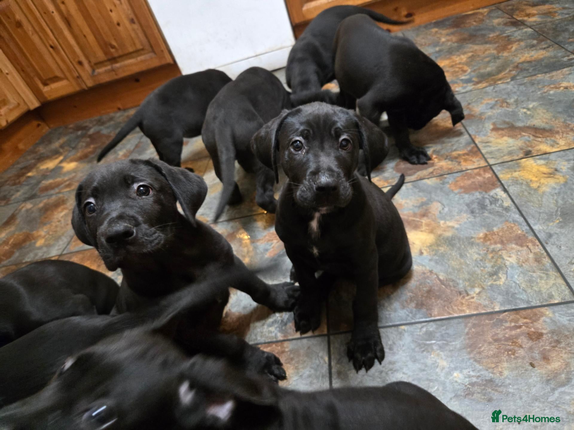 Mixed Breed dogs Labrador X Cane Corso Puppies READY NOW - Advert 1