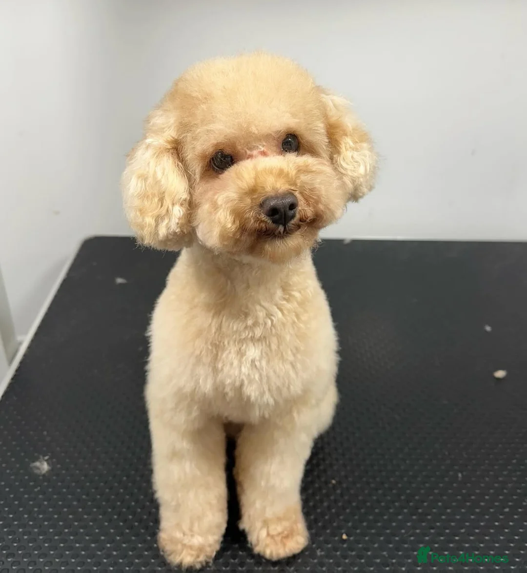 Toy Poodle dogs for stud:  proven tiny 2.3kg KC registered red toy poodle  in Devizes - Advert 1