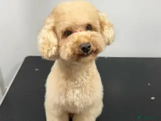 Toy Poodle dogs proven tiny 2.3kg KC registered red toy poodle in Devizes - Advert 12