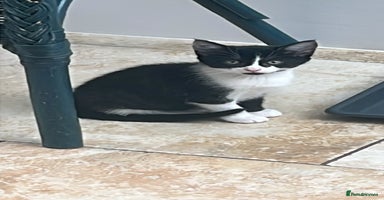 Domestic Shorthair cats - Advert 5
